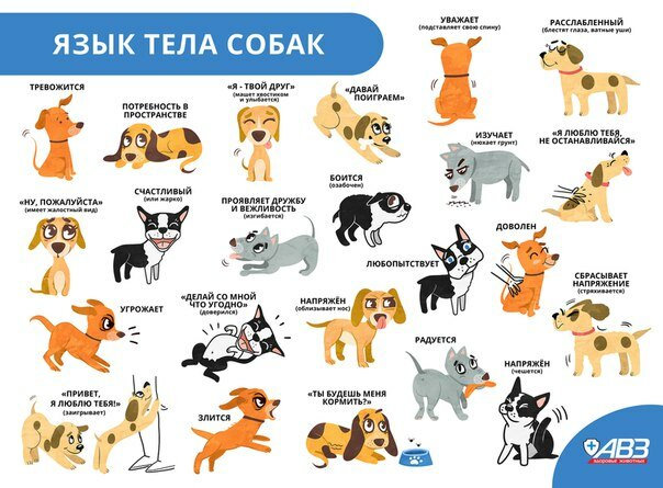Понимают ли собаки и щенки своих хозяев - dogsta.ru