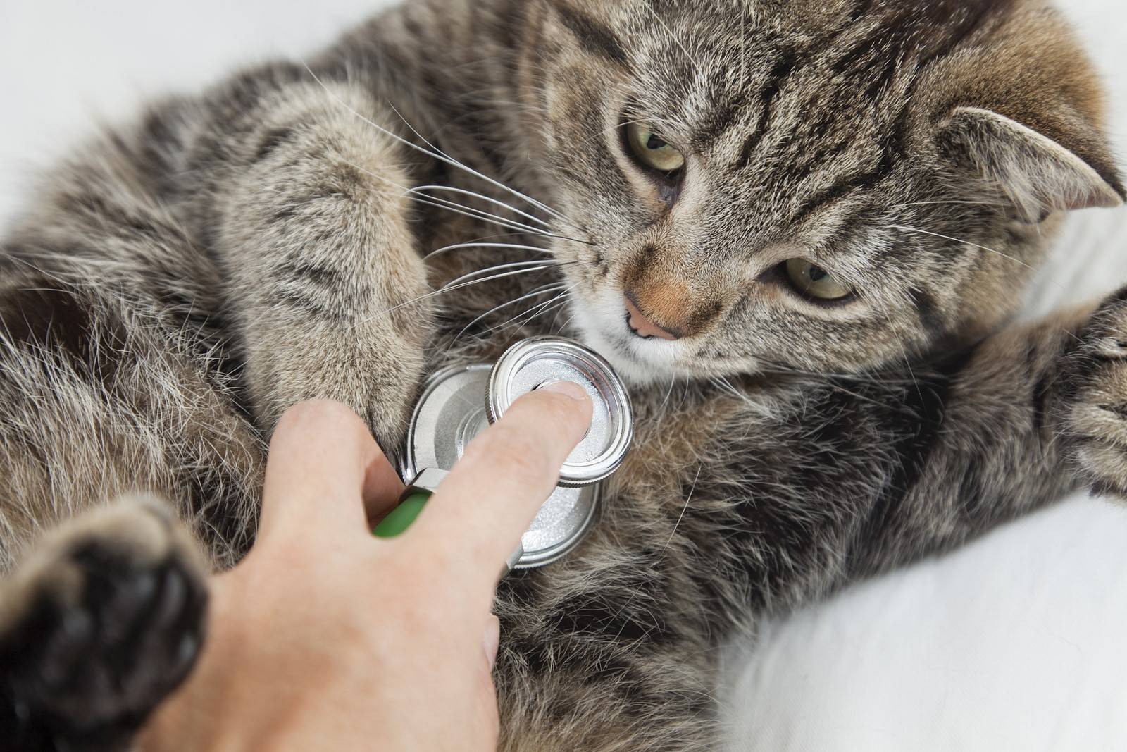 Возможен ли кашель у кошек при глистах: причины и методы лечения