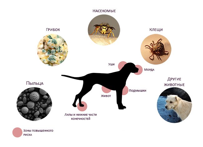 Дерматит у собаки. причины появления и способы лечения