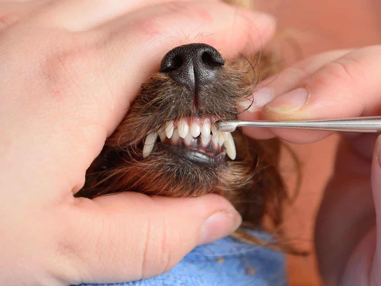 Зубной камень у собак: удаление, профилактика, причины