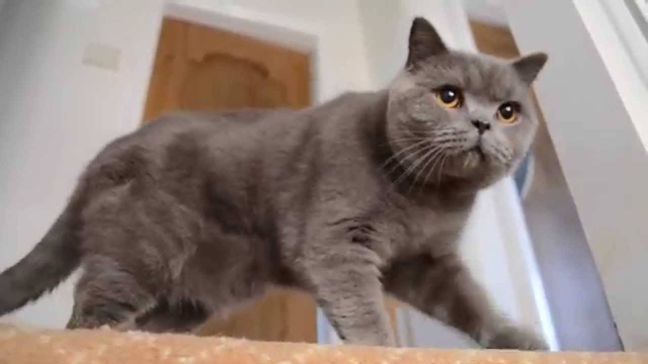 Сколько живут британские кошки в домашних условиях
