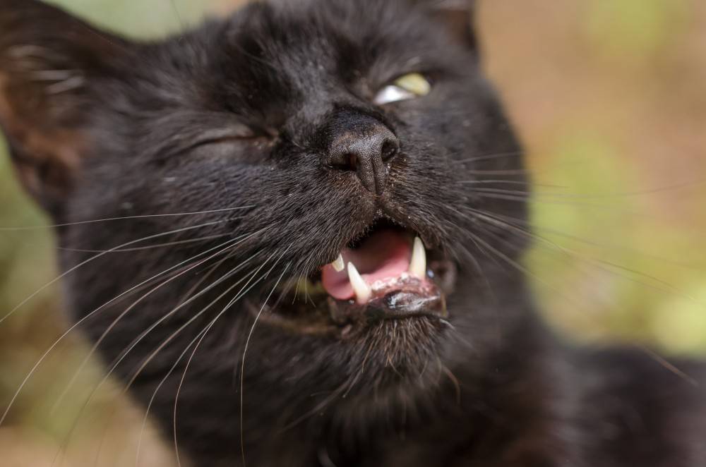 Котенок или взрослый кот чихает и кашляет: причины, диагностика и лечение в домашних условиях
