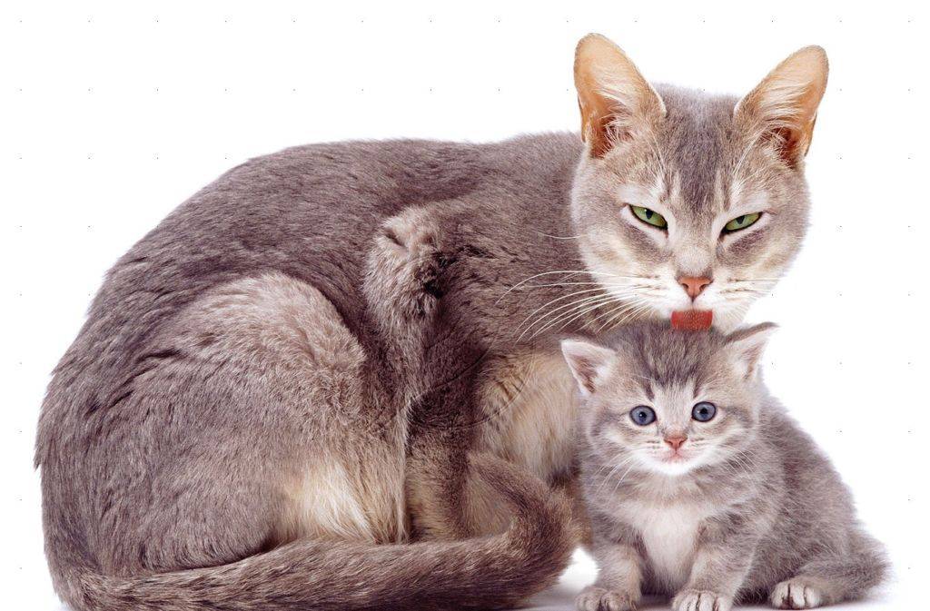 Как ухаживать за новорождёнными котятами с кошкой: правила и советы