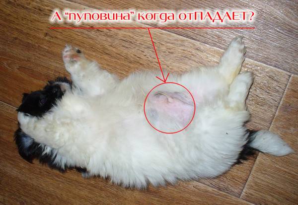 Пупочная грыжа у кошек: причины появления, операция по удалению, исход для кота