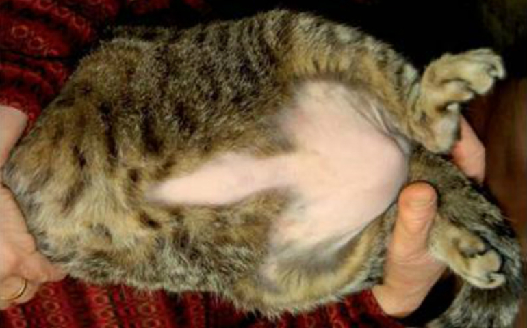 У кота выпадает шерсть и образуются проплешины - причины, фото, что делать в домашних условиях