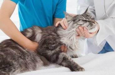 Панлейкопения кошек. кошачья чумка - лечение, профилактика