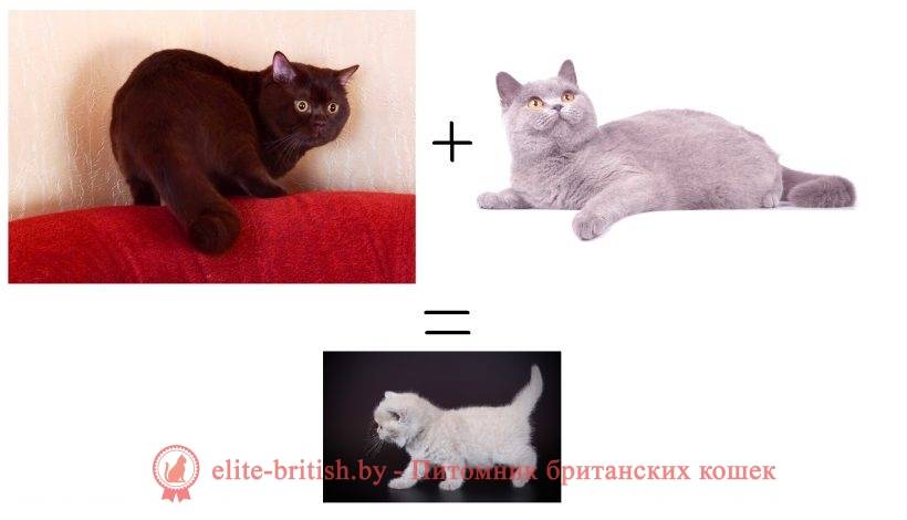 Британская кошка - 84 фото истинных леди и джентльменов