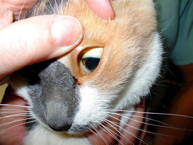 Липидоз печени у кошек: симптомы и лечение