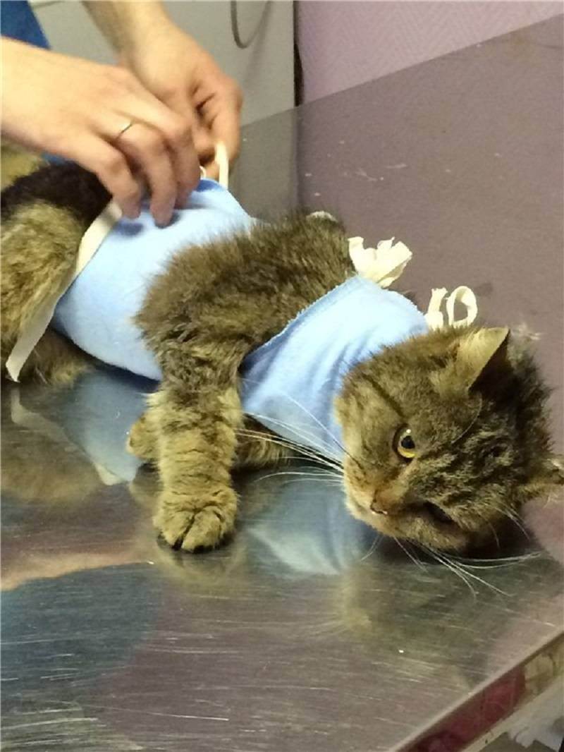 Как ухаживать за котом после операции кастрации: фото и видео