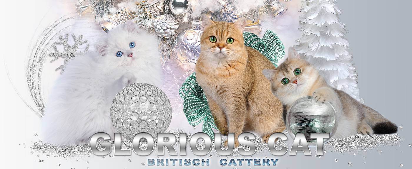 Кто такой заводчик британских кошек?
