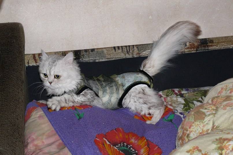 Помочь кошке во время течки — что можно, а что нельзя - zhivomag