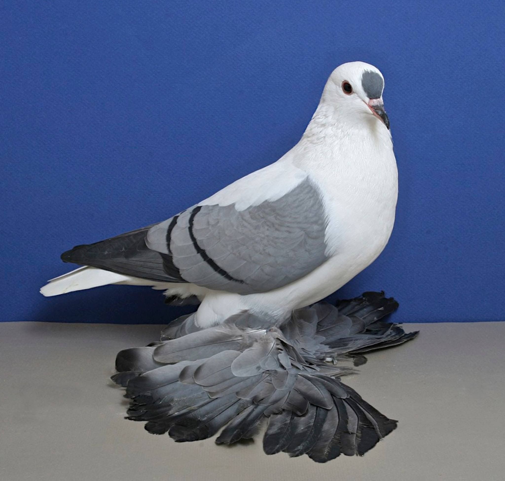 Какие породы голубей бывают фото и название