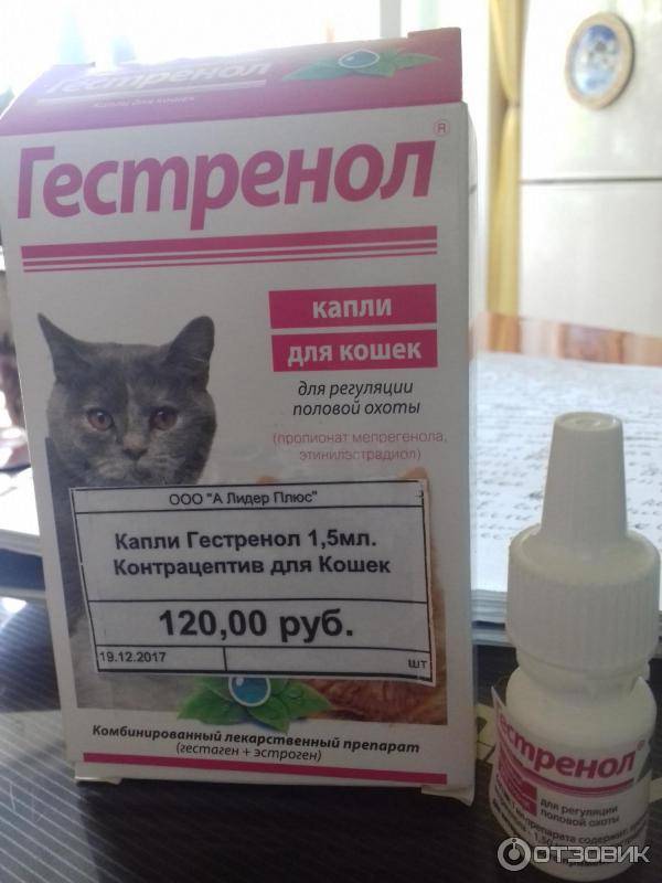 Топ 5 противовирусных препаратов для кошек