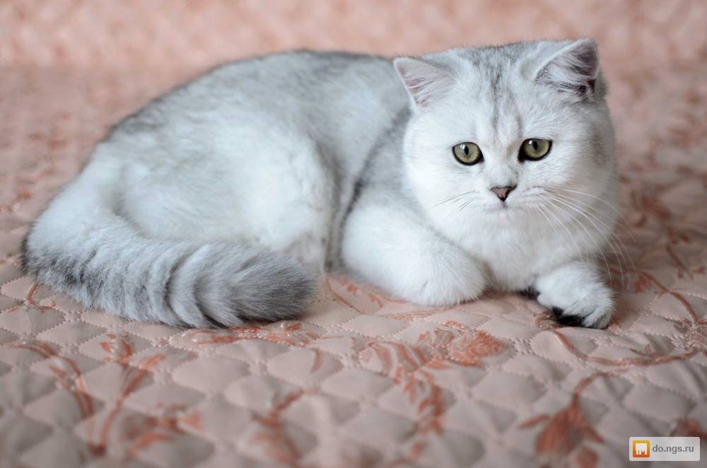 Серебристая британская шиншилла (22 фото): характер кошек, короткошерстные и длинношерстные котята. содержание серебряных британских котов