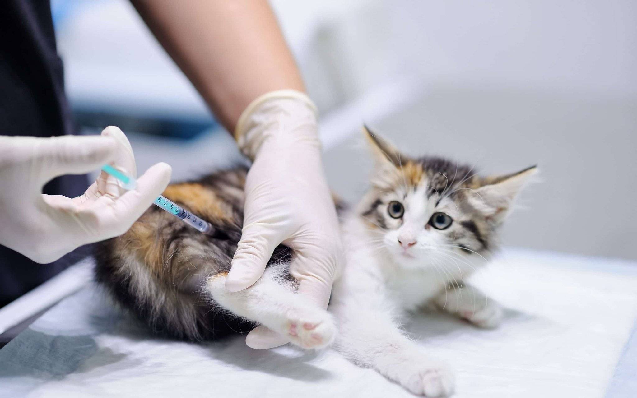 Стерилизация кошек: подготовка к процедуре и послеоперационный уход