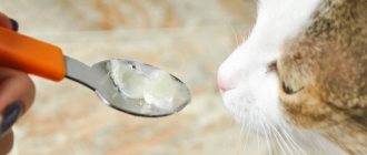 Кошка съела отравленную мышь симптомы и лечение