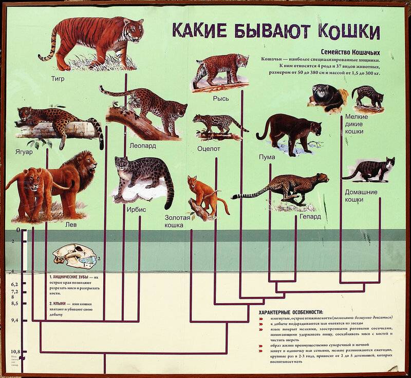 Какие года бывает зверей