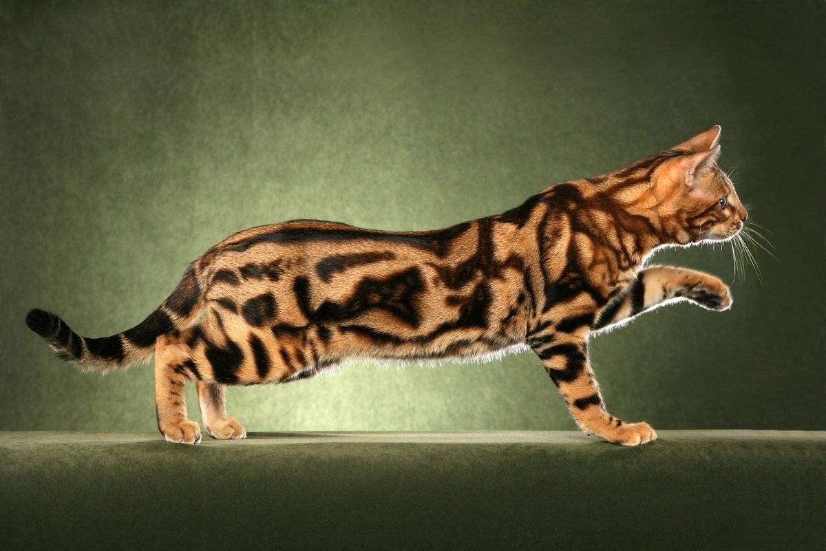 Табби кошка: разновидности окраса и рисунка шерсти азиатской, британской и других пород
