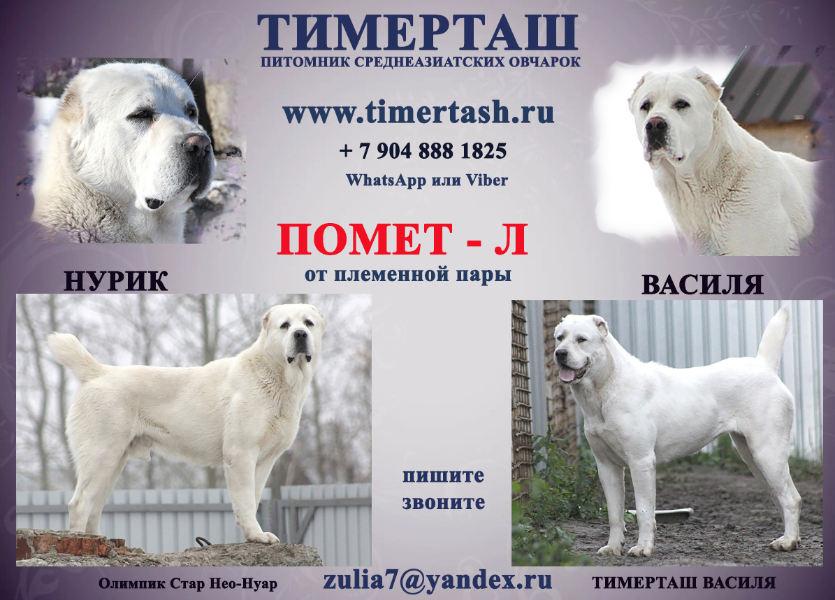 Кличка для мальчика-алабая: как назвать щенка - animallist.ru