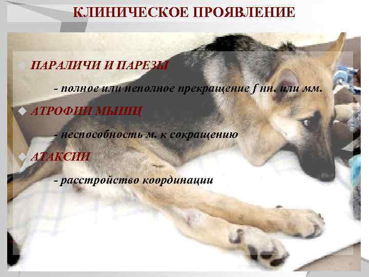 Нарушение функции органов, двигательные расстройства при болезнях нервной системы - медицинский центр «эхинацея»