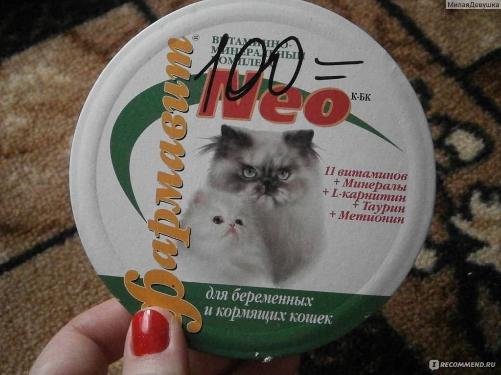 Чем можно кормить беременную кошку. витамины для кошек при беременности