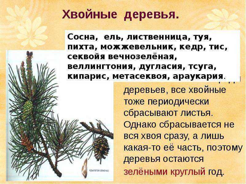 Какие ветки можно давать кроликам и для чего это нужно?