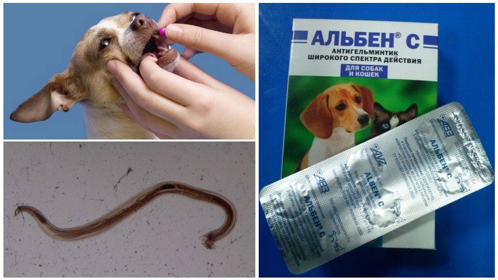 Альбен с: инструкция по применению для кошек, состав таблеток, побочные действия на организм животного, отзывы ветеринаров