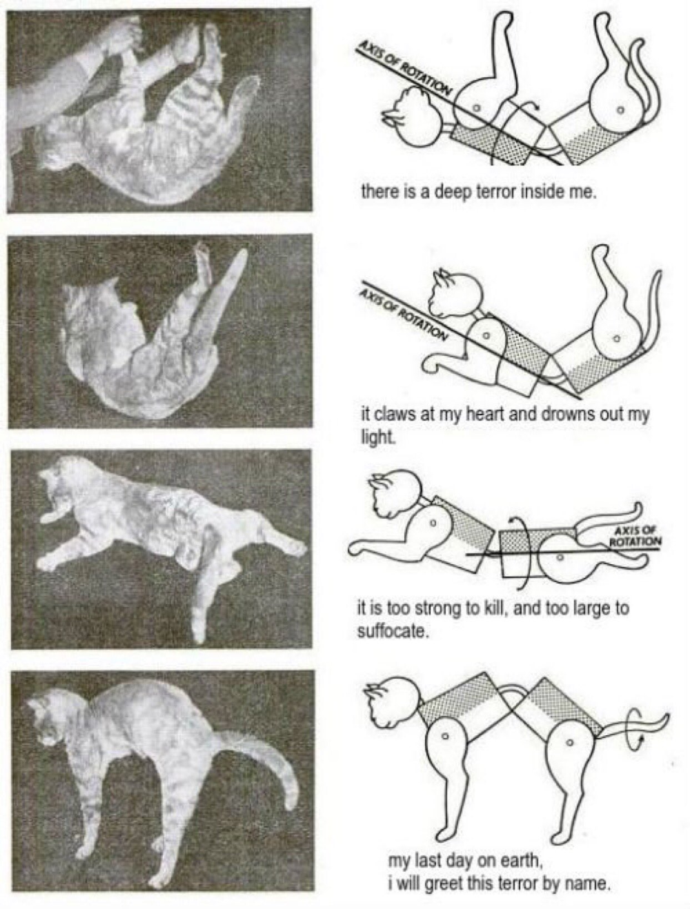 Почему кошки приземляются только на лапы. почему кошка падает на лапы так можно описать технику разворота кошки при падении с высоты