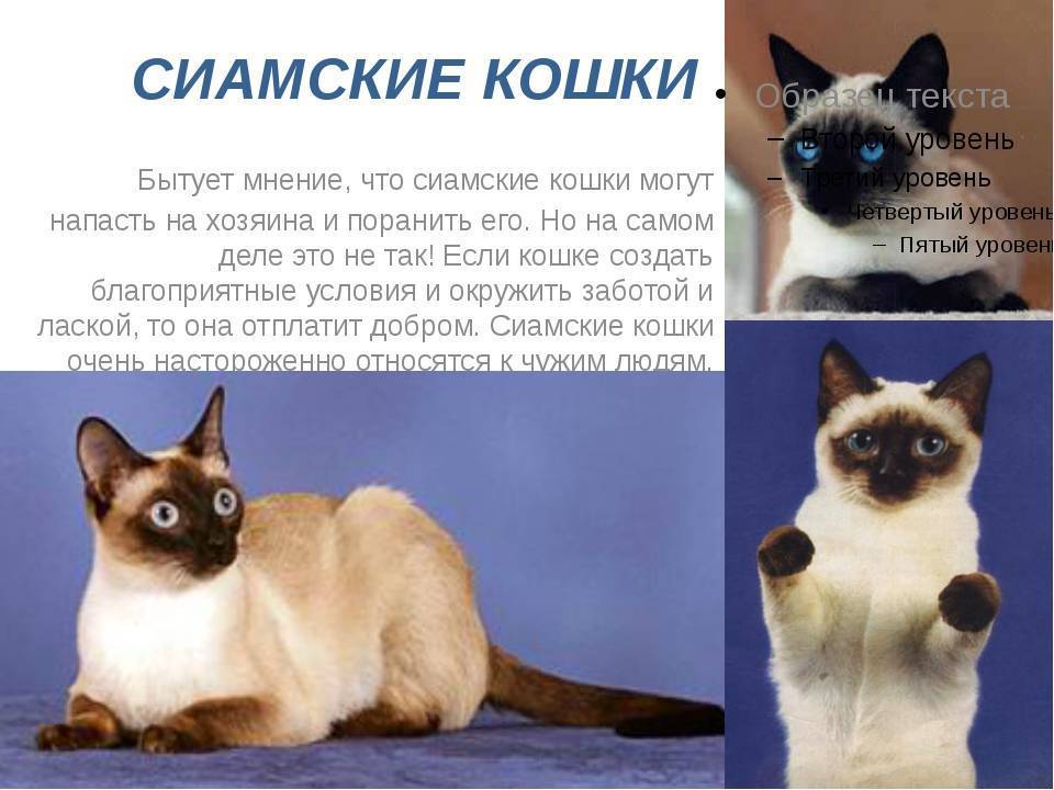 Тайские кошки и сиамские отличия: разница в отличии кошек и котят