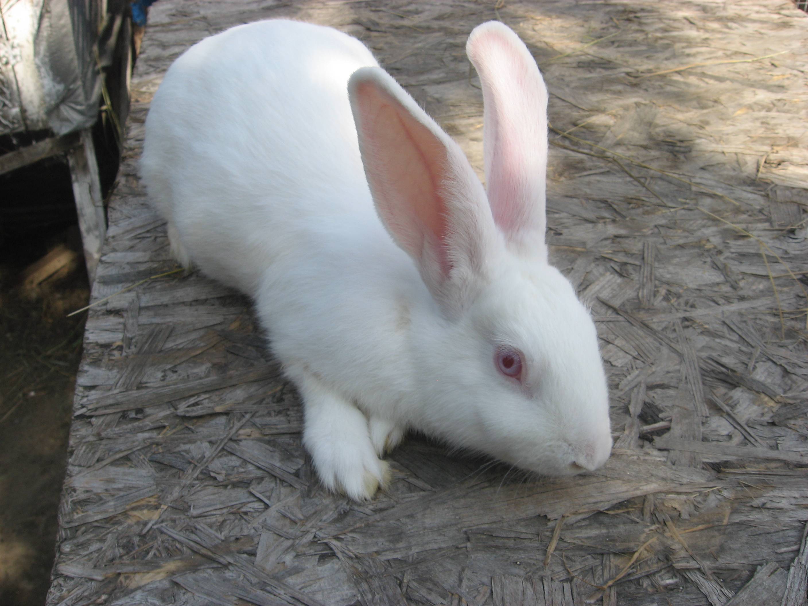 Кролик породы белый паннон: характеристика, разведение и содержание