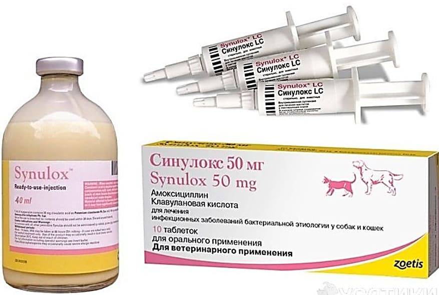 Антибиотики для кошек — список, уколы, при инфекции, в таблетках