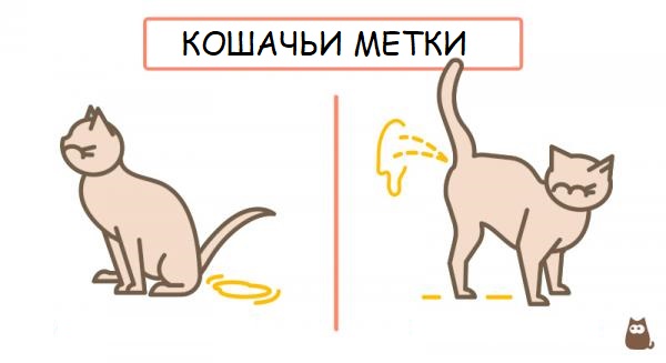 Кошка метит территорию во время течки, что делать, как отучить кошку метить углы | кошки - кто они?