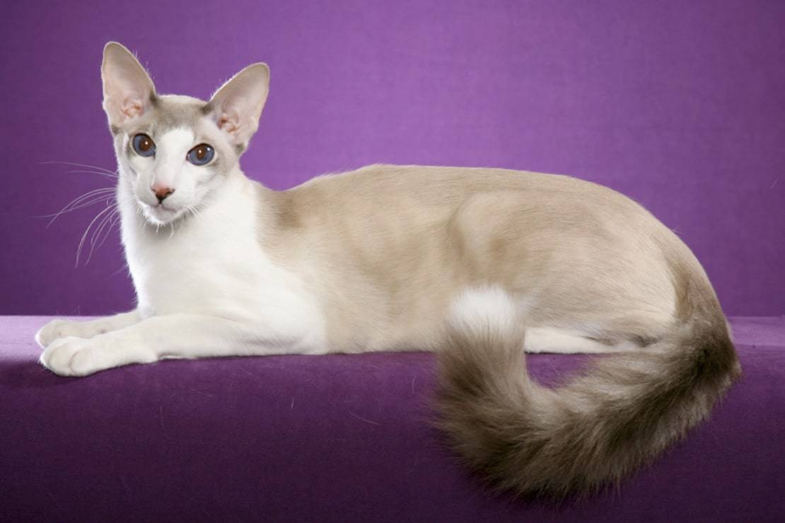 Балинезийская кошка (балинез): фото, характер, отзывы