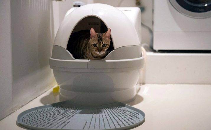 Закрытый туалет для кошек (21 фото): как выбрать большой кошачий лоток-дом с угольным фильтром для кота? отзывы владельцев