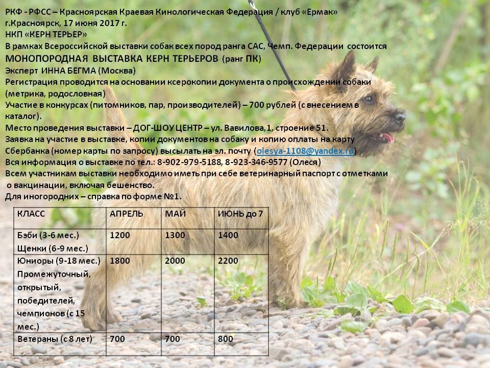 Керн терьер (кэрнтерьер): описание, фото, характер, особенности и уход за породой собак
