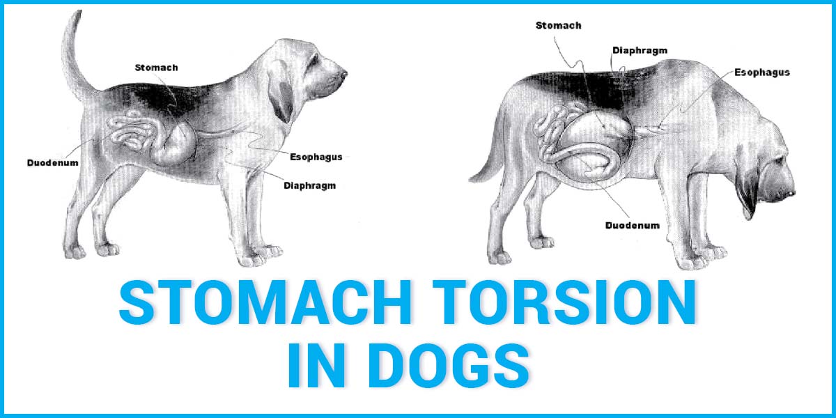 Метеоризм у собаки. Расширение желудка у собаки. Заворот желудка у собаки рентген. Острое расширение у собак.