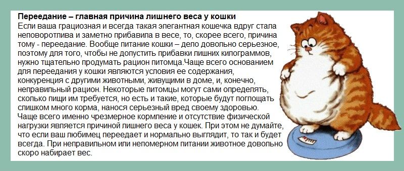 Весы какой кот. Стадии ожирения котов. Степени кошачьего ожирения. Излишний вес у кошки. Ожирение у котов вес.