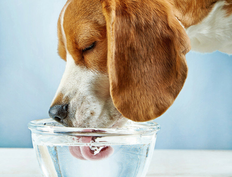 Собака стала много пить воды?