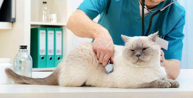 Признаки и лечение мочекаменной болезни у кота