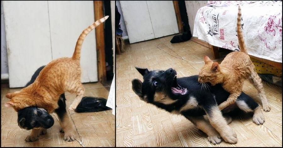 Что делать если кот постоянно нападает, кусается и царапается?