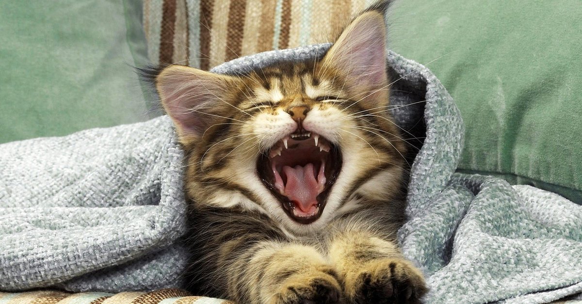 Почему кошки зевают когда их гладят. почему коты зевают