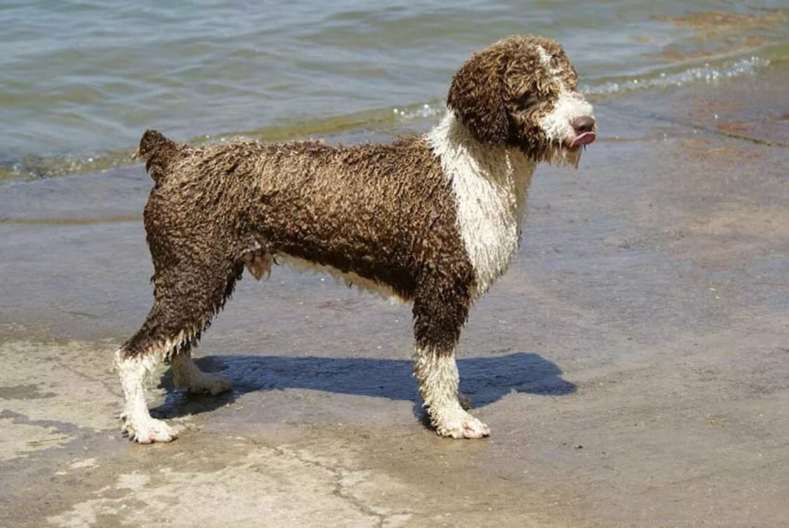 Португальская водяная собака: стандарт породы, особенности ухода и содержания (+ фото)