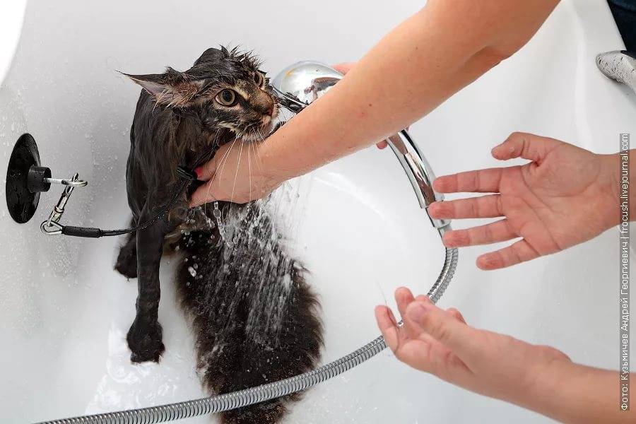 Как искупать кошку если она боится воды и царапается