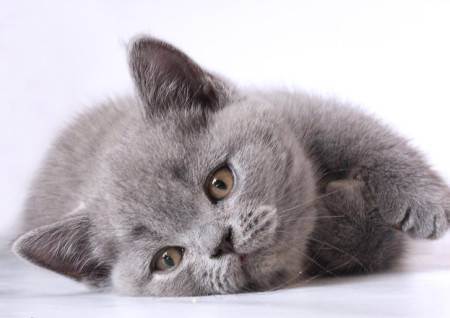 Британские кошки — описание породы, характер
