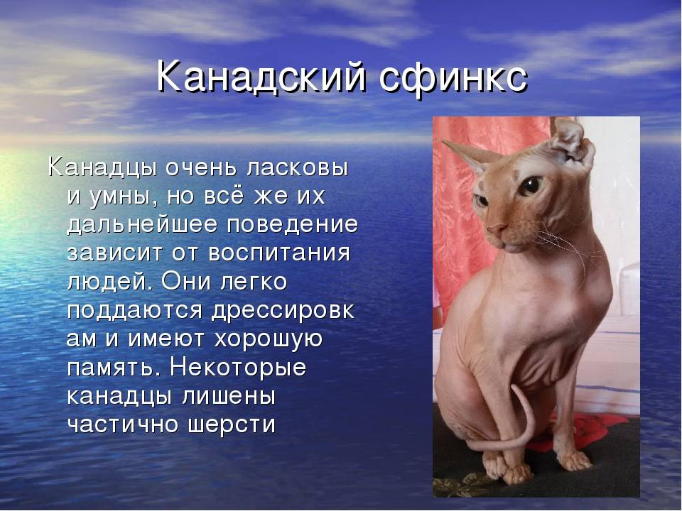 Презентация про кота сфинкса