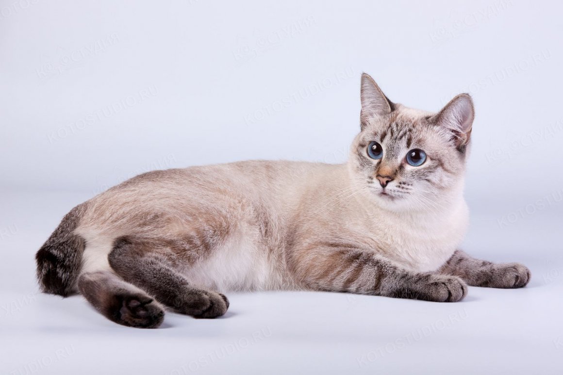 тайская кошка фото