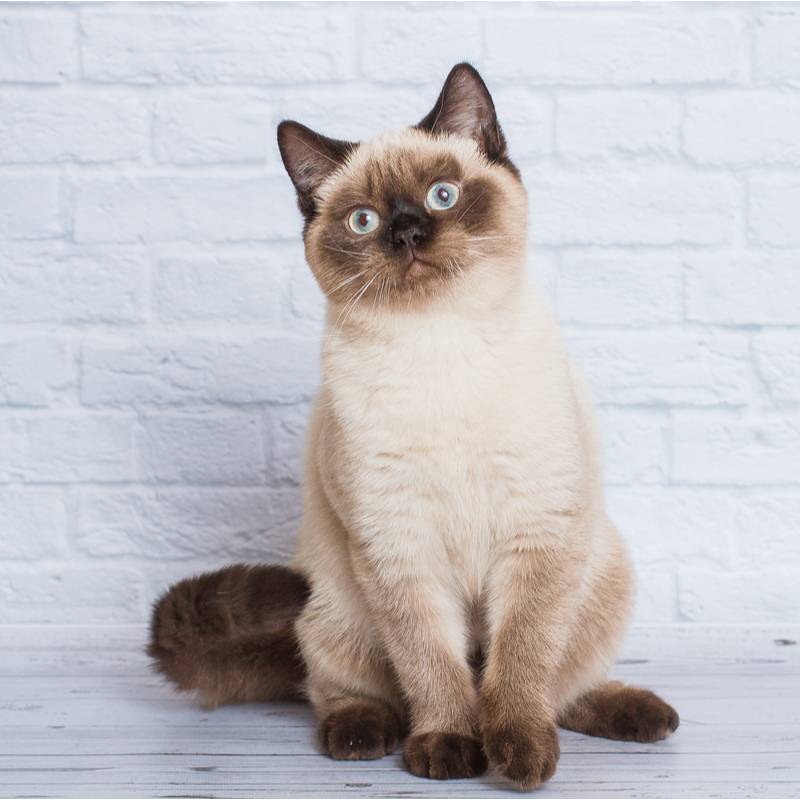 Окрас шерсти у кошек колор-пойнт: породы, описание