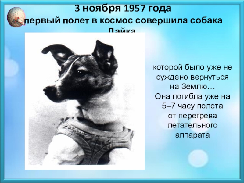Первые собаки побывавшие в космосе: цыган, дезик и другие | звездный каталог