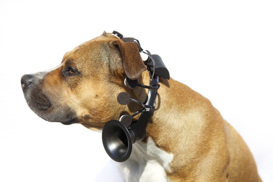 Переводчики лая для собак: понимание языка собак