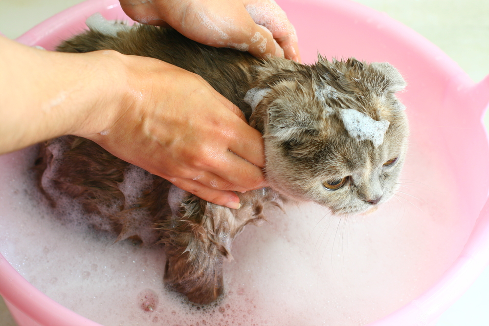 Нужно ли мыть домашних кошек и как часто